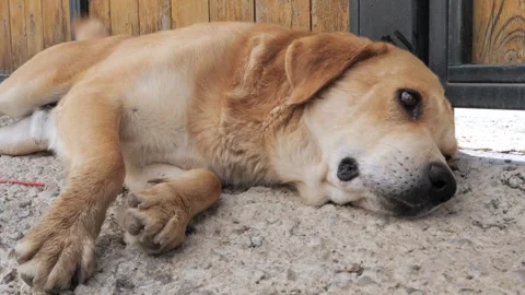 Dog relaxes in the sun while lying by a wooden fence on a warm afternoon Stock-Footage 287506773