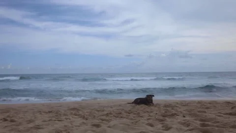 Dog relaxing on beach with ocean waves wide angle 50FPS Stock Footage 287206326