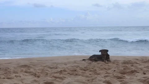 Dog Relaxing on beach with ocean waves 4K Stock Footage 287206832