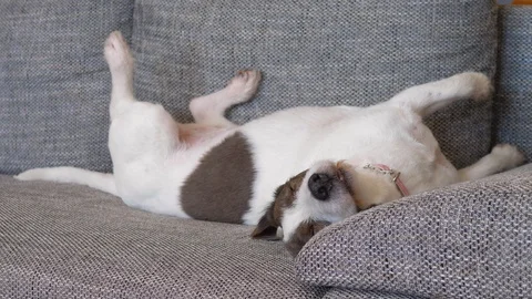 Dog Relaxing On The Couch. Stock-Footage 126313114