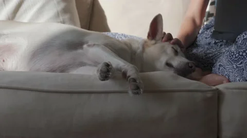 Dog relaxing on the couch while owner working on the laptop 動画素材 156426498