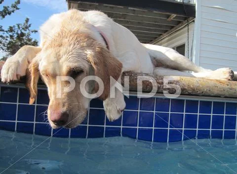 Dog relaxing by pool Stock Photos