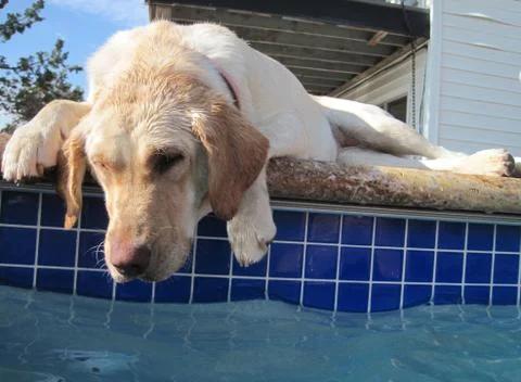 Dog relaxing by pool Stock Photos