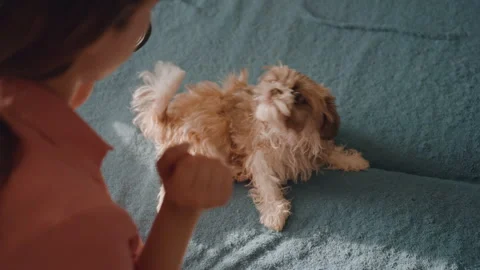 Dog Relaxing On Sofa During Affectionate Grooming Moment Today, Owner And Puppy Stock Footage 329538186