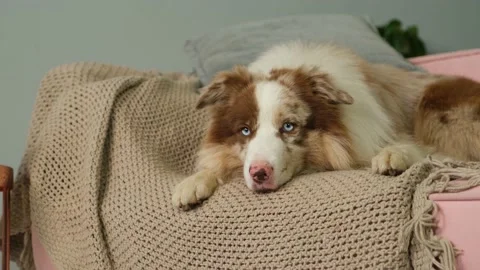 Dog Relaxing on Sofa Stock Footage 169163869