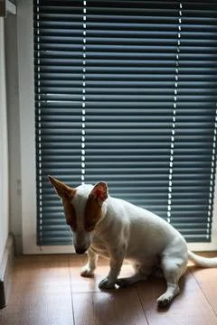 A Dog is Relaxing by the Window while Playing with Its Favorite Toy, Feeling Stock Photos
