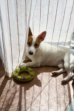 A Dog is Relaxing by the Window while Playing with Its Favorite Toy, Feeling Stock Photos