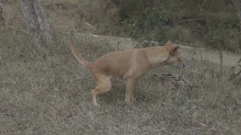 A dog relieving itself in the grassy wilderness Stock Footage 332613827