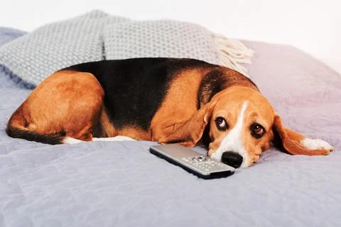 Dog with remote control Stockfoto's