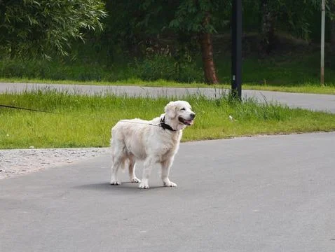 Dog is a representative of one of the large retriever breeds Stock Photos