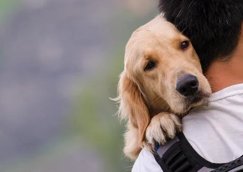 Dog rest its head on the shoulder of a man Stock Photos
