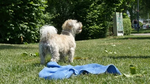 Dog rest on the lake Stock Footage 90549584