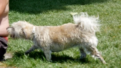 Dog rest on the lake Stock Footage 90555892
