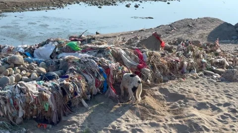 Dog rest place Video stock 322934254