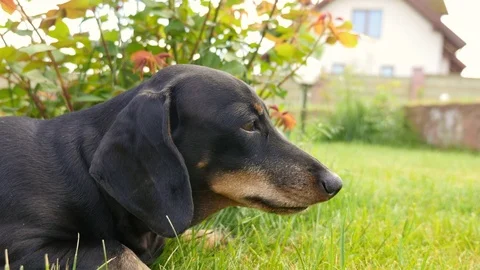 Dog rest under a bush in the backyard. Stock Footage 76438358