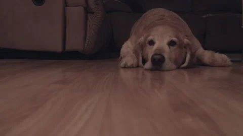 Dog Resting 03 Stock Footage 43803613