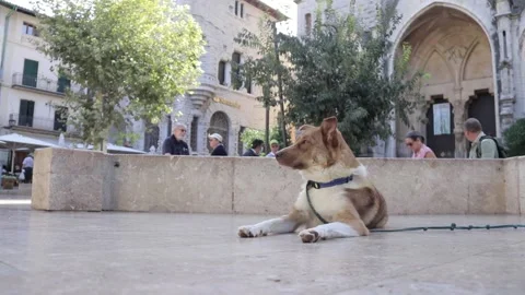 A dog resting on an ancient town square in mallorca Stock Footage 166393426