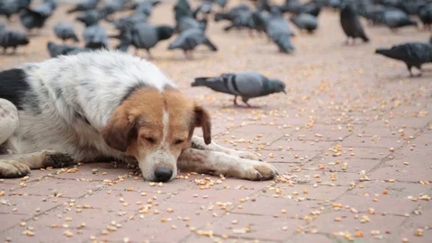 DOG RESTING ON BASANTAPUR DARBAR SQUARE 02 Stock Footage 124448190