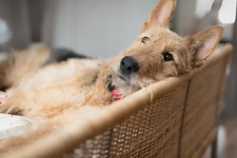 Dog resting in bed looking at the camera Stock Photos