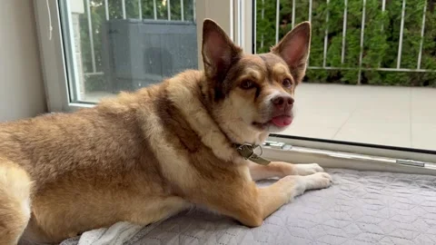 Dog Resting on Bed Looking Out the Window Stock Footage 314726700