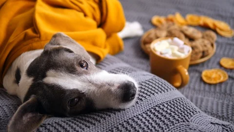Dog Resting On Bed Lying On Pillow With Hot Chocolate. Stock-Footage 123478063