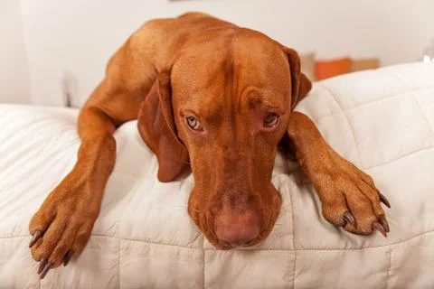 Dog resting on bed Stock Photos