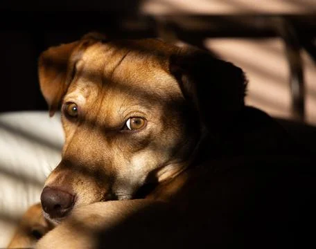 Dog Resting on Bed Stock Photos
