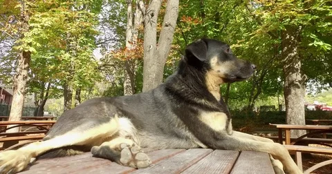 The dog is resting on the bench Stock Footage 81741959
