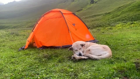 Dog resting beside tent in wide view on a green mountain campsite Stock Footage 343772621