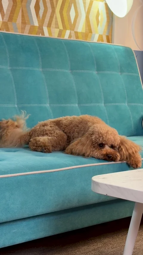 Dog resting on a blue couch in a cozy indoor living room with white table and Stock Footage 343766671
