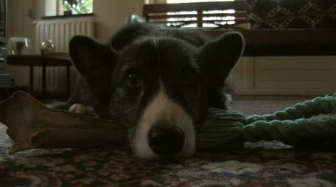Dog resting on the carpet 2 Stock Footage 351348