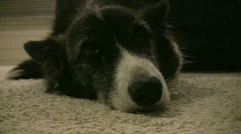 Dog resting on the carpet Video stock 342518