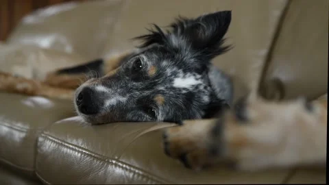 Dog Resting on a Couch Video stock 169046945