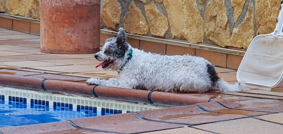 Dog resting at the edge of the pool Stock Photos