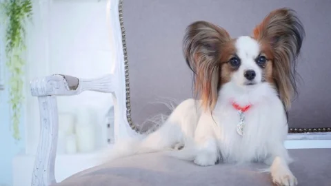 Dog resting end go on the sofa of a luxurious house, close-up. 動画素材 82875917