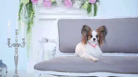 The dog resting end go on the sofa of a luxurious house, dolly shot. 動画素材 82875971