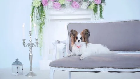 The dog resting end go on the sofa of a luxurious house. 動画素材 82875973