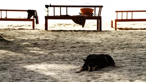 Dog resting on exotic tropical palm beach sand in Thailand island Stock Footage
