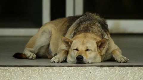 Dog is resting on the floor Stock Footage 48883329