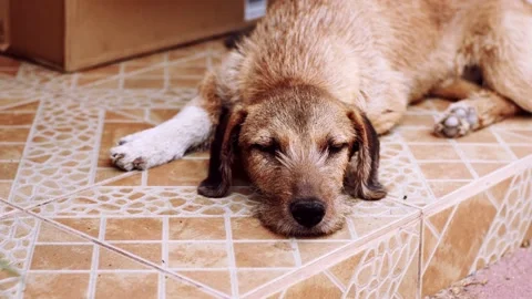Dog Resting Stock Footage 217700086