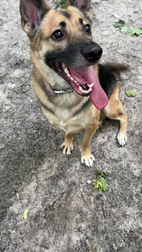 Dog resting on forest trail. Mixed-breed dog with black and tan fur lying on a f Stock Footage 315912518