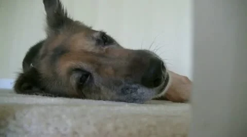 Dog Resting &amp; Getting Up Stock Footage 11539978