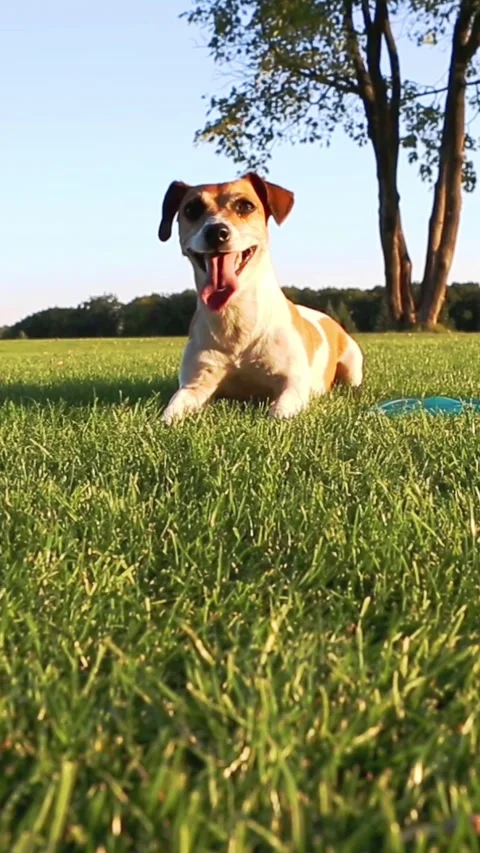 Dog resting on grass in nature Video stock 314547285