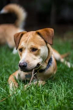 Dog resting on the grass Foto stock