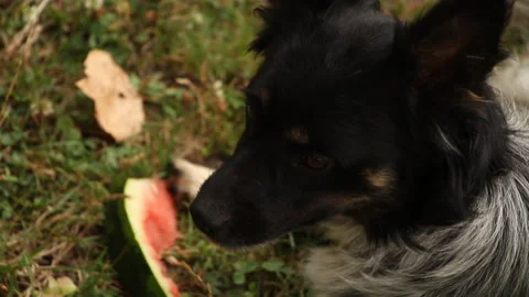 Dog resting on the green grass Stock Footage 265199576