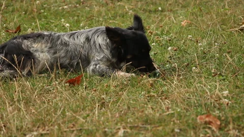 Dog resting on the green grass. Stock Footage 265199627