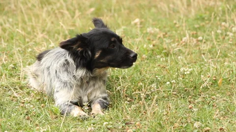 Dog resting on the green grass Stock Footage 265199641