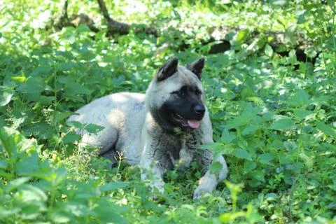 Dog resting in the greenery Stock Photos