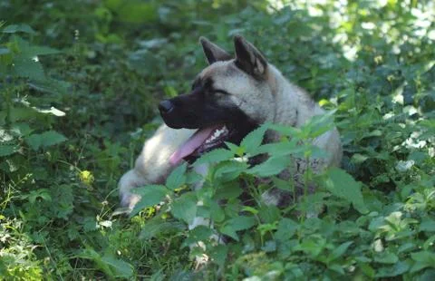 Dog resting in the greenery 스톡 사진