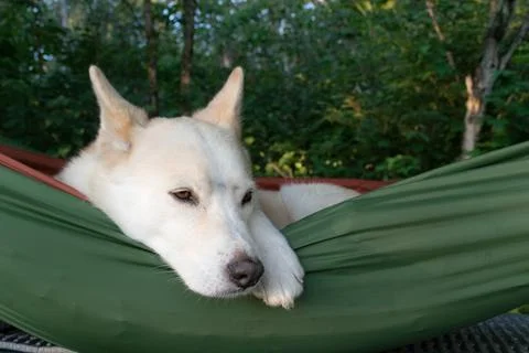 Dog resting in hammock Stock Photos